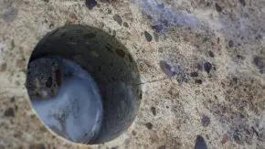 Gelvorming treedt op bij de
samenvoeging van de twee componenten van
ER7