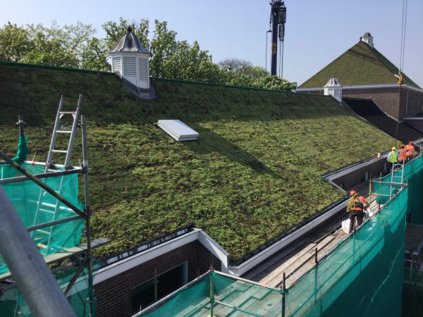 aanleg groendak Sedum vervangt dakpannen op 100 jaar oud zadeldak