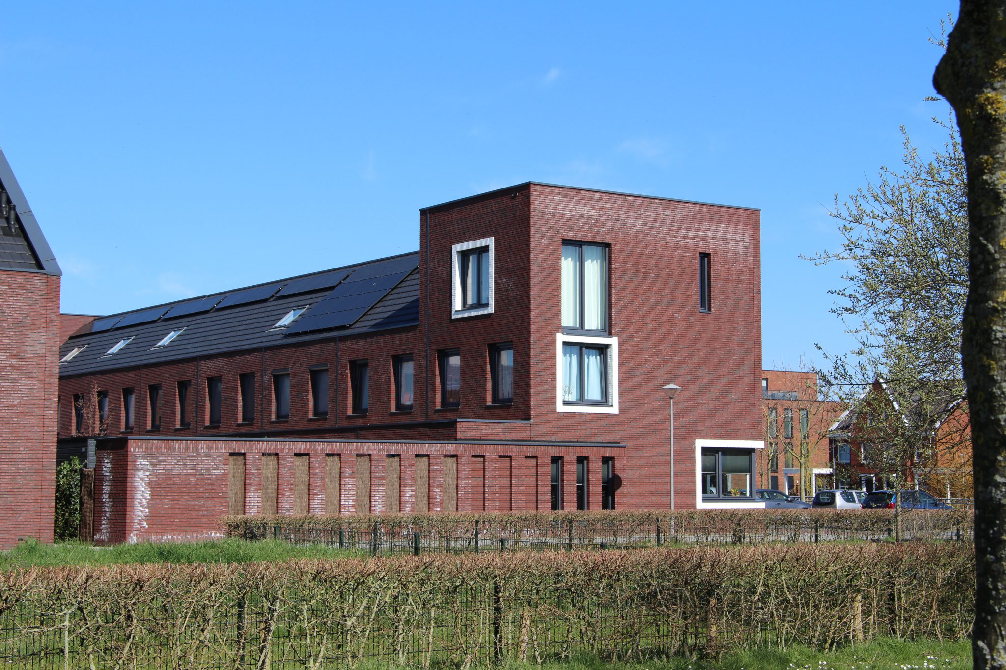 witte uitslag