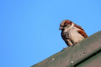 natuur inclusief bouwen