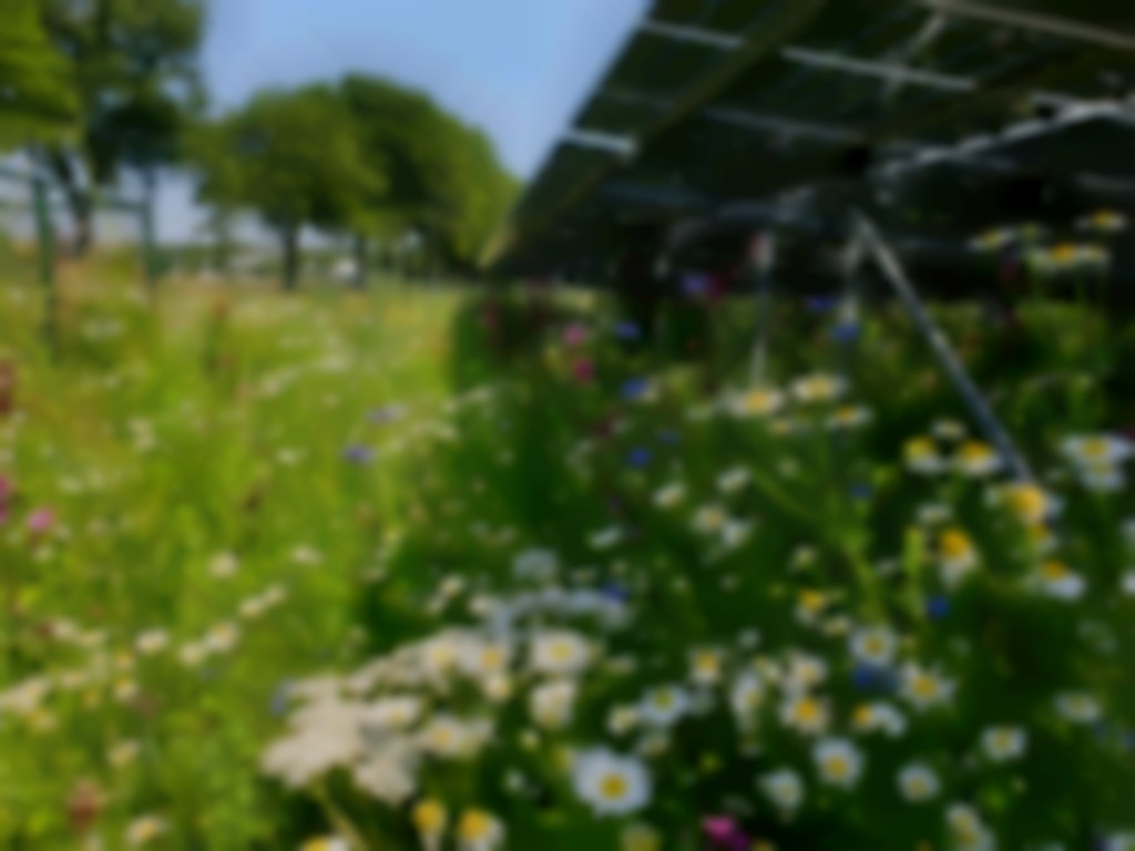 biodiversiteit in de gebouwde omgeving, Natuurinclusief bouwen